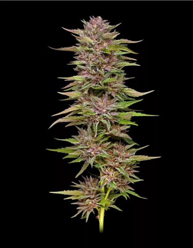 Auto Pineapple Muffin > Humbolt Seed Company | Autoflowering Hanfsamen  |  Hybrid